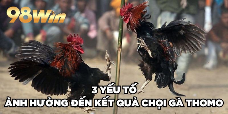 Đá Gà Trực Tiếp Ở Thomo 98win| Hội Tụ Các Trận Đấu Đỉnh Cao 4 3 yếu tố ảnh hưởng đến kết quả chọi gà Thomo