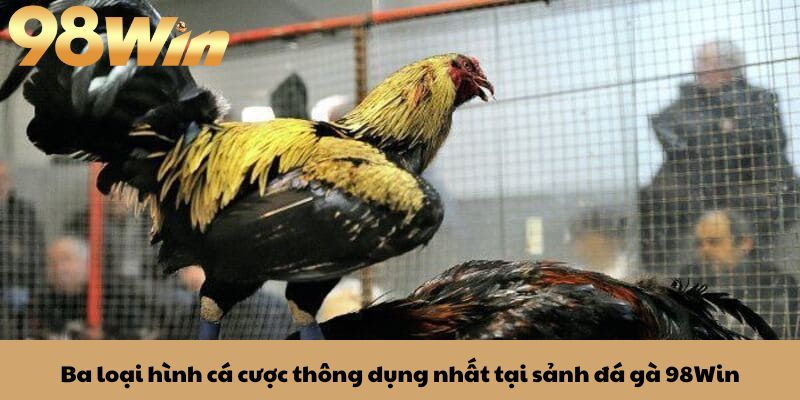 Đá Gà 98win 3 Ba loại hình cá cược thông dụng nhất tại sảnh đá gà 98Win