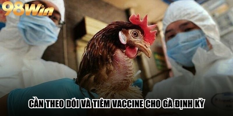 Bệnh Cúm Gà - Dấu Hiệu Nhận Biết Và Cách Phòng Ngừa 4 Cần theo dõi và tiêm vaccine cho gà định kỳ