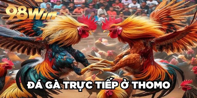 Đá Gà Trực Tiếp Ở Thomo 98win| Hội Tụ Các Trận Đấu Đỉnh Cao 1 Đá Gà Trực Tiếp Ở Thomo 98win| Hội Tụ Các Trận Đấu Đỉnh Cao