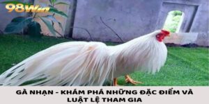 Gà Nhạn - Khám Phá Những Đặc Điểm Và Luật Lệ Tham Gia