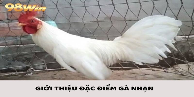 Gà Nhạn - Nét Đặc Trưng Và Khám Phá Luật Tham Gia 2 Giới thiệu những đặc điểm cơ bản của gà nhạn