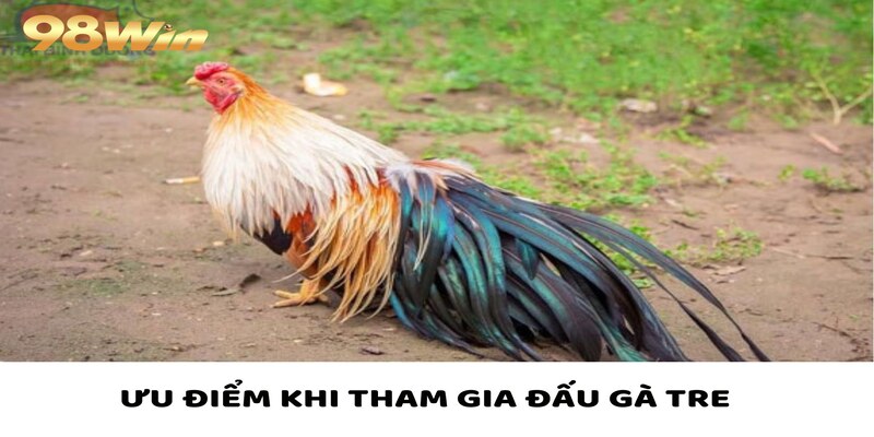 Gà Tre Bùng Nổ - Kịch Tính Đến Phút Chót, Tỷ Lệ Hấp Dẫn 4 Tham gia đá gà tre với những ưu điểm vượt trội