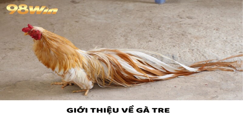 Gà Tre Bùng Nổ - Kịch Tính Đến Phút Chót, Tỷ Lệ Hấp Dẫn 2 Thông tin sơ lược giới thiệu về gà tre