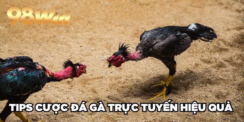 Đá Gà Trực Tuyến 98win| Sân Chơi Cược Kê Xanh Chín TOP 1 4 Tips cược đá gà trực tuyến hiệu quả