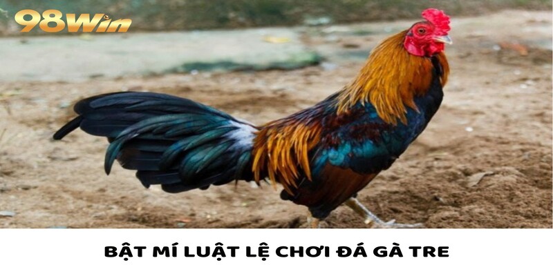Gà Tre Bùng Nổ - Kịch Tính Đến Phút Chót, Tỷ Lệ Hấp Dẫn 3 Tổng hợp mọi luật lệ cơ bản khi tham gia đá gà tre