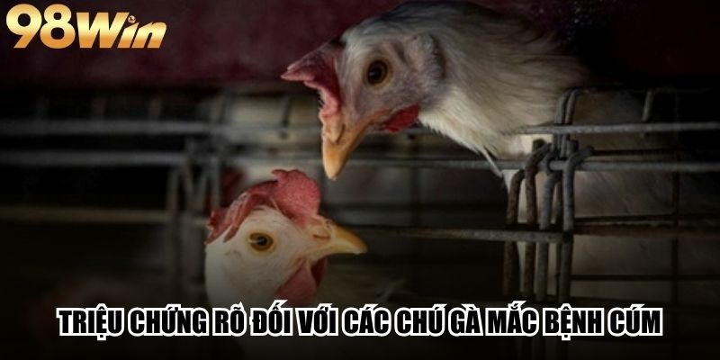 Bệnh Cúm Gà - Dấu Hiệu Nhận Biết Và Cách Phòng Ngừa 3 Triệu chứng rõ đối với các chú gà mắc bệnh cúm